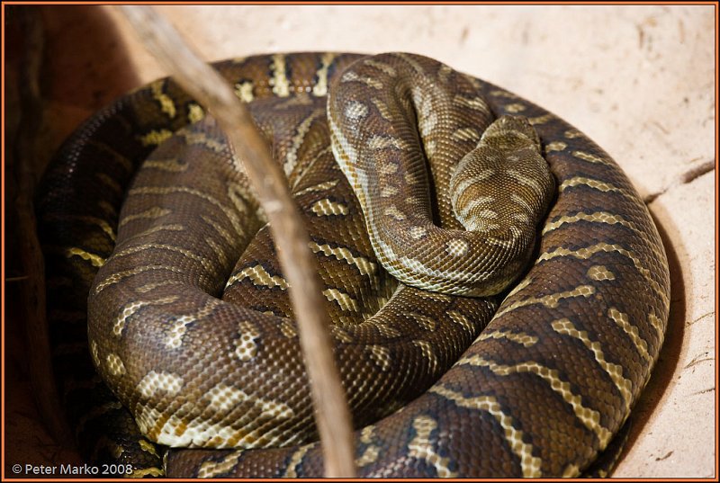 WV8X8299.jpg - Autralian snakes, Sydney, Australia.